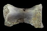 Theropod Caudal Vertebra - Alberta (Disposition #-) #97344-1